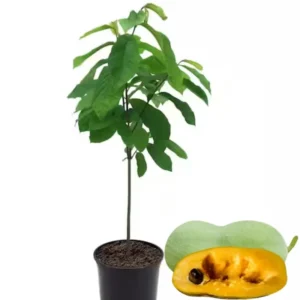 Set 2 Paw Paw Trees Live Plants, Pawpaw Trees Plant Live, 6 to 12 Inc Tall in Quart Pot, Asimina Triloba Trees for Planting
