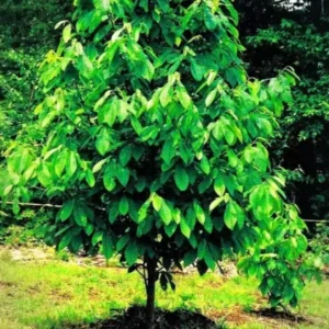 Pawpaw Tree Live Plant, Paw Paw Trees Plants Live in Quart Inc Pot, Asimina Triloba Trees for Planting, 6-12