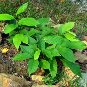 Pawpaw Tree Live Plant, Paw Paw Trees Plants Live in Quart Inc Pot, Asimina Triloba Trees for Planting, 6-12