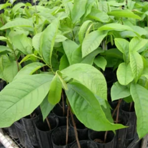 Pawpaw Tree Live Plant, Paw Paw Trees Plants Live in Quart Inc Pot, Asimina Triloba Trees for Planting, 6-12