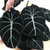 Set 5 Black Velvet Alocasia Live Plants for Planting, 5 to 7 Inc Tall, Indoor Houseplant Alocasia Plant Live, No Pot, Alocasia Colocasia Taro Plants for House Plants