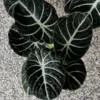 Pack 5 Black Velvet Alocasia Live Plant for Planting, Indoor Houseplant Alocasia Plant Live, 5 to 7 Inc Tall, Bare Root, Alocasia Colocasia Taro Plant for Ornamental Plants