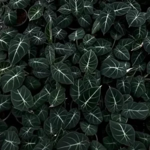 Pack 5 Black Velvet Alocasia Live Plant for Planting, Indoor Houseplant Alocasia Plant Live, 5 to 7 Inc Tall, Bare Root, Alocasia Colocasia Taro Plant for Ornamental Plants