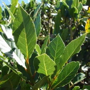 Combo 2 Laurus Nobilis Bay Leaf Trees, Bay Laurel Sweet Bay Live Plants for Planting, Fragrant Bayleaf Tree, No Pot, Well-Rooted Plant Live