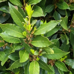Set 2 Laurus Nobilis Bay Leaf Trees Live Plants, 4-7 Inc Bay Laurel Sweet Bay Live Plant for Planting, Fragrant Bayleaf Tree, No Pot, Well-Rooted Plant Live
