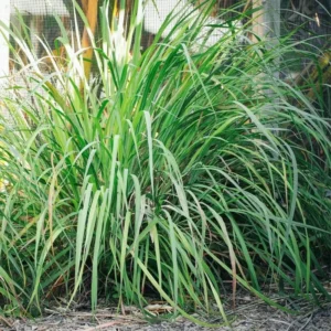 Large Combo 20 Lemon Grass Stalks Plants for Outside Live, Bare Root Lemongrass Plants Live Fresh Well-Rooted, Lemongrass Herb Plants