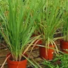 Combo 8 Big Lemon Grass Plants for Outside, Lemongrass Plants Live, No Pot, Well Rooted, Trim Back, Fresh Fragrant Lemon Grass Stalks Plants for Outside Live