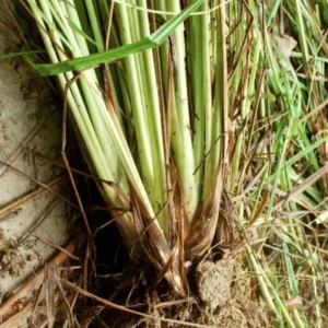 Combo 15 Big Lemon Grass Plants for Outside, Lemongrass Plants Live, No Pot, Well Rooted, Trim Back, Fresh Fragrant Lemon Grass Stalks Plants for Outside Live