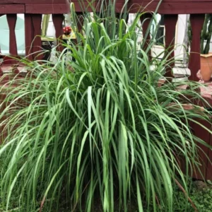 Combo 15 Big Lemon Grass Plants for Outside, Lemongrass Plants Live, No Pot, Well Rooted, Trim Back, Fresh Fragrant Lemon Grass Stalks Plants for Outside Live