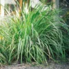 Large Combo 6 Lemon Grass Stalks Plants for Outside Live, Bare Root Lemongrass Plants Live Fresh Well-Rooted, Lemongrass Herb Plants