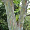 Large Rainbow Eucalyptus Tree Live Plant, 4 to 6 Feet Tall, Colorful Bark, Ideal for Outdoor Gardens and Landscapes