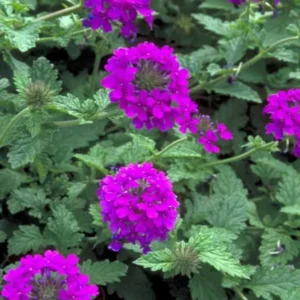Pack 6 Purple Perennial Verbena Plants, Purple Verbena Live Plants, Verbena Plants Live for Planting, Purple Verbena Plants in Zones 7 to 11