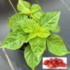 Set 2 Red Habanero Pepper Plants Live in 6 Inc Pot, Hot Habanero Pepper Live Plants for Planting, 70 Days Old Pepper for Planting