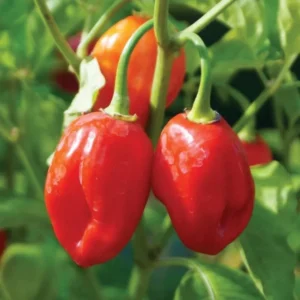Set 2 Red Habanero Pepper Plants Live in 6 Inc Pot, Hot Habanero Pepper Live Plants for Planting, 70 Days Old Pepper for Planting