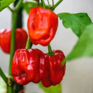 Pack 2 Red Habanero Pepper Live Plants, Hot Habanero Pepper Live Plants for Planting, 75 Days Old Pepper for Planting