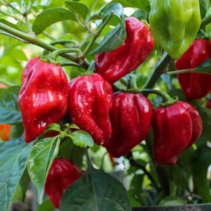 Pack 2 Red Habanero Pepper Live Plants, Hot Habanero Pepper Live Plants for Planting, 75 Days Old Pepper for Planting