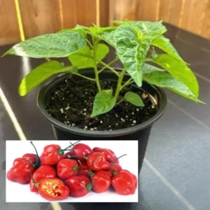 Pack 2 Red Habanero Pepper Live Plants, Hot Habanero Pepper Live Plants for Planting, 75 Days Old Pepper for Planting