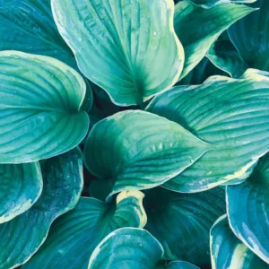 Blue Hosta Live Plant in Quart Pot - Hardy Perennial - Blue-Green Hosta Plants for Shade Gardens