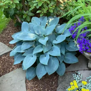 Live Blue Hosta Plant in Quart Pot, Hardy Perennial Live Plant with Blue-Green Leaf, Great for Shade Landscaping