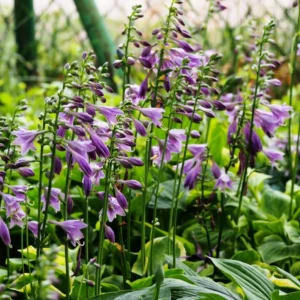 Blue Hosta Live Plant in Quart Pot - Hardy Perennial - Blue-Green Hosta Plants for Shade Gardens