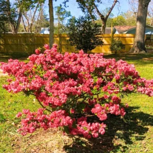 Azalea Red Live Plant Tree for Planting, 5 to 10 Inc Tall, Well Rooted, No Pot Azalea Red Flowerss Rhododendron Bush Shrub