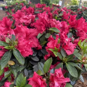 Azalea Red Live Plant Tree for Planting, 5 to 10 Inc Tall, Well Rooted, No Pot Azalea Red Flowerss Rhododendron Bush Shrub