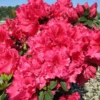 3 Live Red Azalea Plants Red Blooming Rhododendron Bushes, 5-10 Inc Tall, No Pot, for Indoor Outdoor Planting
