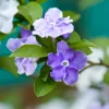 Set 2 Yesterday, Today, Tomorrow Plants, Brunfelsia Live Plants in Pot with Color-Changing Flowerss, Indoor Outdoor Garden Shrub, Purple to White Blooming