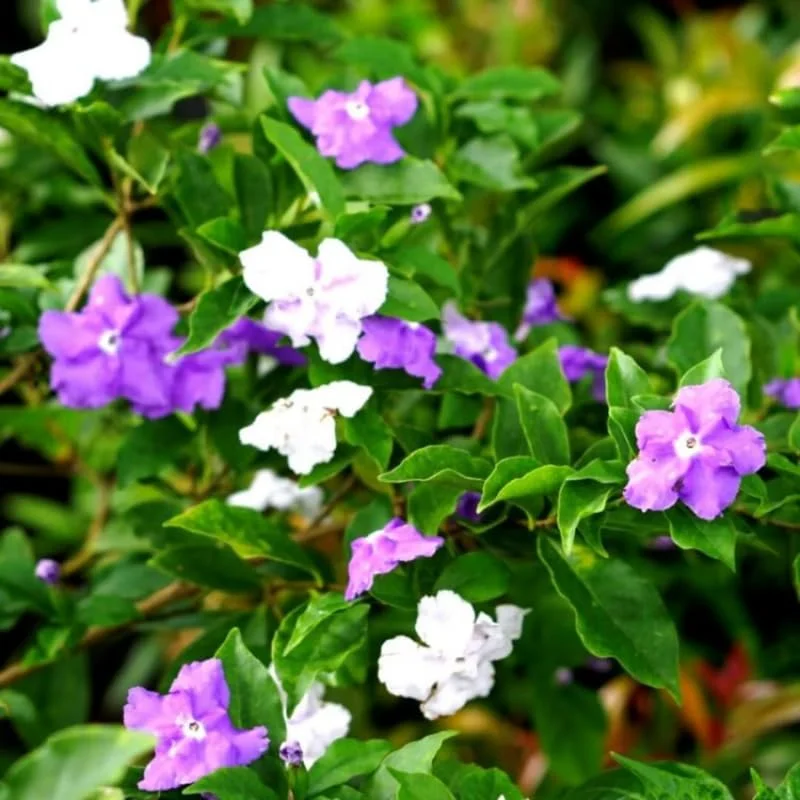 3 Packs Brunfelsia Plants in 4 Inc Pot, Yesterday, Today, Tomorrow Flowersing Shrub, Live Plant for Indoor and Outdoor Gardening, Color-Changing Blooms