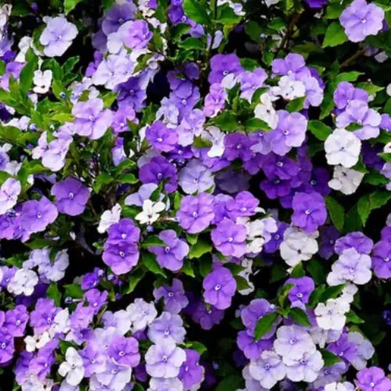 3 Packs Brunfelsia Plants in 4 Inc Pot, Yesterday, Today, Tomorrow Flowersing Shrub, Live Plant for Indoor and Outdoor Gardening, Color-Changing Blooms