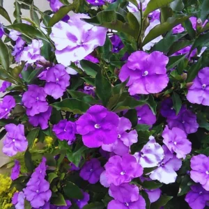3 Packs Brunfelsia Plants in 4 Inc Pot, Yesterday, Today, Tomorrow Flowersing Shrub, Live Plant for Indoor and Outdoor Gardening, Color-Changing Blooms