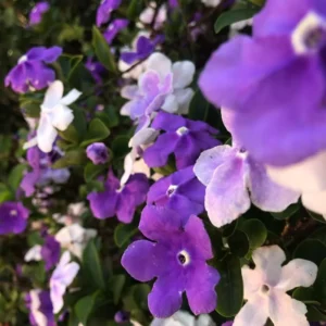 3 Packs Brunfelsia Plants in 4 Inc Pot, Yesterday, Today, Tomorrow Flowersing Shrub, Live Plant for Indoor and Outdoor Gardening, Color-Changing Blooms