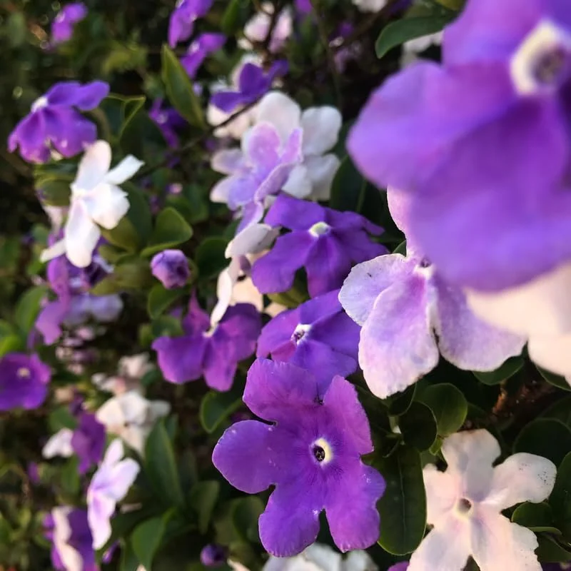 3 Packs Brunfelsia Plants in 4 Inc Pot, Yesterday, Today, Tomorrow Flowersing Shrub, Live Plant for Indoor and Outdoor Gardening, Color-Changing Blooms