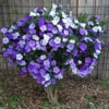 Combo 4 Live Brunfelsia Plants in 4 Inc Pot - Yesterday, Today, Tomorrow Flowersing Shrub for Indoor and Outdoor, Multi-Colored Flowerss
