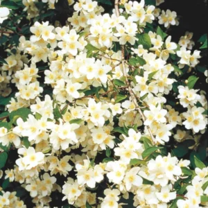 Set 5 Mock Orange Shrub Live Plants Trees Plants Bare Roots, No Pot, No Leaf, White Flowers Mock Orange Tree for Planting, Fragrant Mock Orange