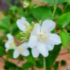 Gallon Plants Mock Orange, Live Plants Mock Orange Tree in Gallon Pot, Mock Orange Shrubs Live Plants, White Flowers Mock Orange Tree for Planting