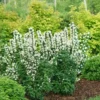 Large Mock Orange Plant Live in Gallon Pot, Mock Orange Shrubs Live Plants, Bare Root, White Flowers Mock Orange Tree for Planting