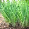 Set 20 Big Lemongrass Plants Live Fully Rooted for Planting, Lemon Grass Live Plants, Fresh Rooted Lemongrass Stalks for Planting Outdoors