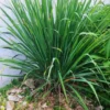 Set 30 Large Lemongrass Plants Live Fully Rooted for Planting, Lemon Grass Live Plants, Fresh Rooted Lemongrass Stalks Outside for Planting