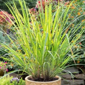 Set 30 Large Lemongrass Plants Live Fully Rooted for Planting, Lemon Grass Live Plants, Fresh Rooted Lemongrass Stalks Outside for Planting
