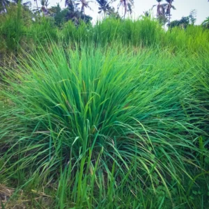 Set 30 Large Lemongrass Plants Live Fully Rooted for Planting, Lemon Grass Live Plants, Fresh Rooted Lemongrass Stalks Outside for Planting