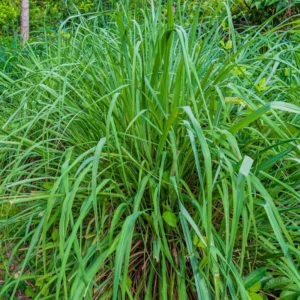Set 30 Large Lemongrass Plants Live Fully Rooted for Planting, Lemon Grass Live Plants, Fresh Rooted Lemongrass Stalks Outside for Planting