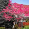 Dogwood Tree for Planting Outdoors
