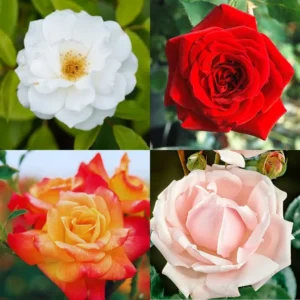 Pack 2 Mix Climbing Rose Live Plants Bushes Fragrant Well Rooted - No Leaf - Cut Back for Summer Planting
