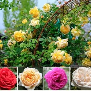 Pack 2 Mix Climbing Rose Live Plants Bushes Fragrant Well Rooted - No Leaf - Cut Back for Summer Planting
