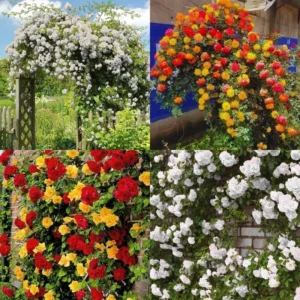 Pack 2 Mix Climbing Rose Live Plants Bushes Fragrant Well Rooted - No Leaf - Cut Back for Summer Planting