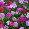 Set 4 Mixed Dianthus Perennial Plants Live, Dianthus Live Plants for Outside Planting, Pink White Red Dianthus Color, Dianthus Flowers Plant Live, Zones 3 to 9