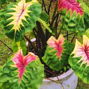 Colocasia Elephant Ears Live Plant, Alocasia Plant, Esculenta Taro Live Houseplant, 5-7 Inc Tall