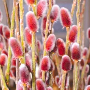 3 Pink Pussy Willow Cuttings, 8-10 Inch Tall, Easy To Root Pussy Willow Plant Live, Cut Flower Pussy Willow Tree Live Plant