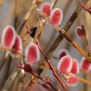 3 Pink Pussy Willow Cuttings, 8-10 Inch Tall, Easy To Root Pussy Willow Plant Live, Cut Flower Pussy Willow Tree Live Plant
